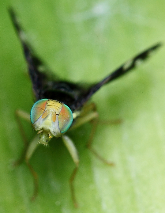 Tephritidae da id